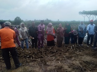 Petani Balairaja Panen Raya Ubi Bersama Legislator Riau