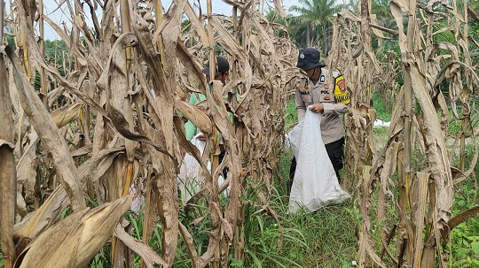 Gambar Artikel
